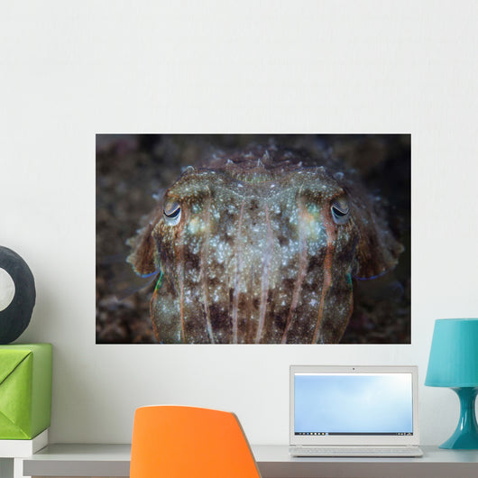 Close-up Front Broadclub Cuttlefish Wall Decal