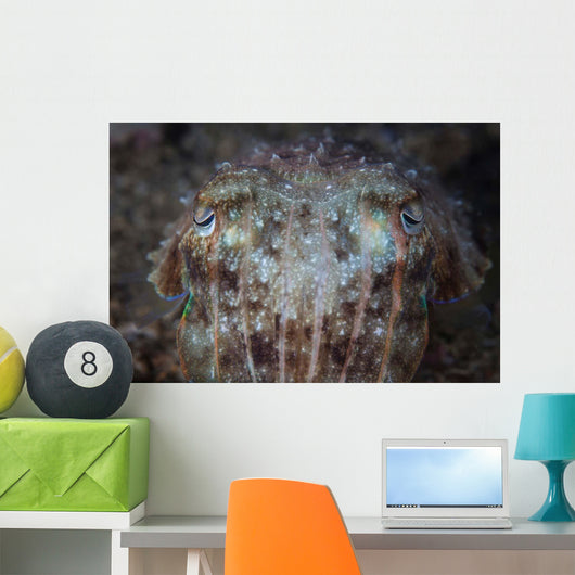 Close-up Front Broadclub Cuttlefish Wall Decal