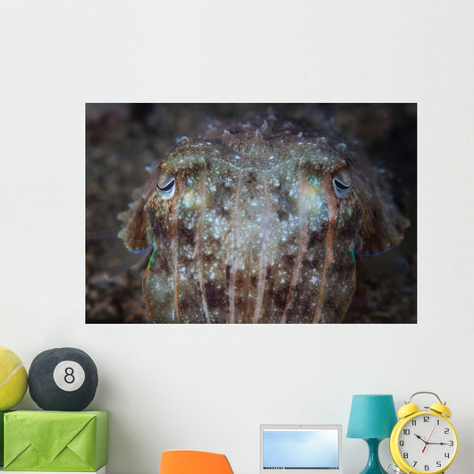 Close-up Front Broadclub Cuttlefish Wall Decal