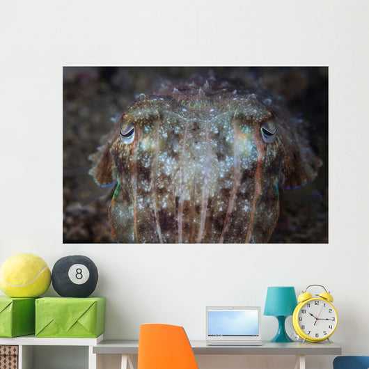 Close-up Front Broadclub Cuttlefish Wall Decal