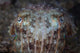 Close-up Front Broadclub Cuttlefish Wall Decal