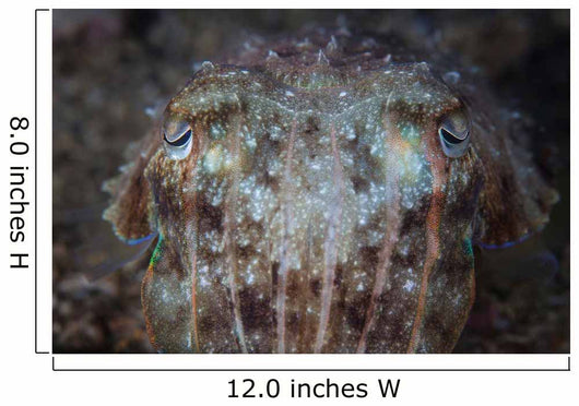 Close-up Front Broadclub Cuttlefish Wall Decal