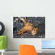 Pair Thecacera Nudibranch Mating Wall Decal