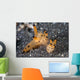 Pair Thecacera Nudibranch Mating Wall Decal