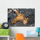 Pair Thecacera Nudibranch Mating Wall Decal