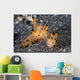 Pair Thecacera Nudibranch Mating Wall Decal