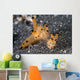 Pair Thecacera Nudibranch Mating Wall Decal