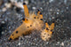 Pair Thecacera Nudibranch Mating Wall Decal