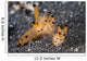 Pair Thecacera Nudibranch Mating Wall Decal