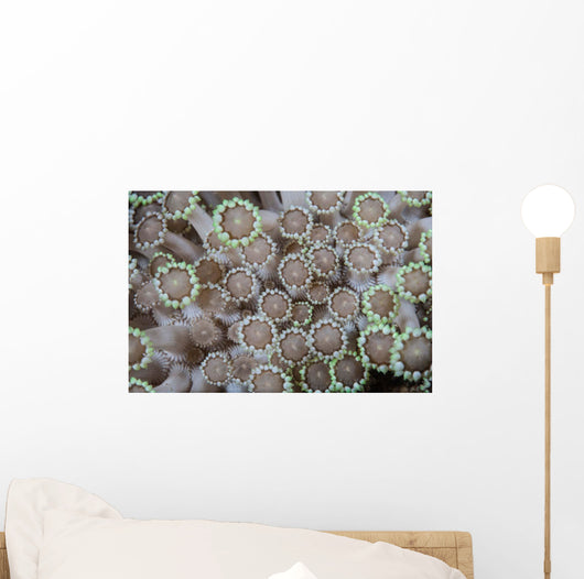 Goniopora Coral Polyps Grow Wall Decal