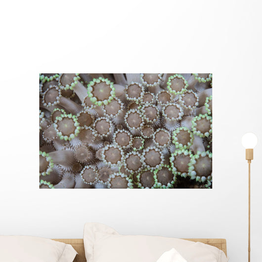 Goniopora Coral Polyps Grow Wall Decal