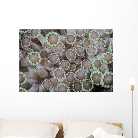 Goniopora Coral Polyps Grow Wall Decal