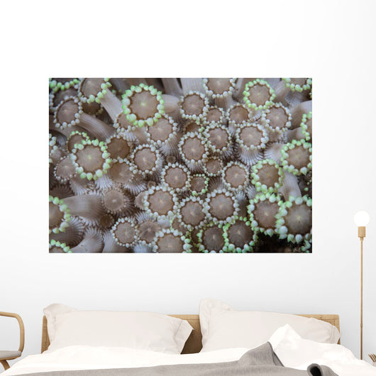 Goniopora Coral Polyps Grow Wall Decal