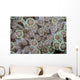 Goniopora Coral Polyps Grow Wall Decal