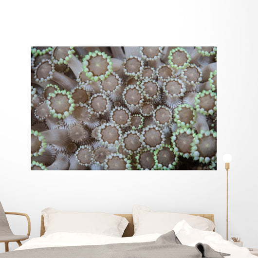 Goniopora Coral Polyps Grow Wall Decal