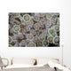 Goniopora Coral Polyps Grow Wall Decal