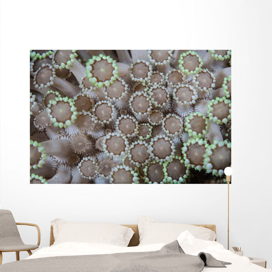 Goniopora Coral Polyps Grow Wall Decal
