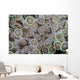 Goniopora Coral Polyps Grow Wall Decal