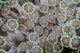 Goniopora Coral Polyps Grow Wall Decal