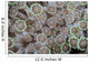Goniopora Coral Polyps Grow Wall Decal