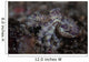 Blue-ringed Octopus Lings to Wall Decal