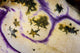 Detail Body Polycarpa Tunicate Wall Decal
