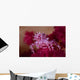 Soft Coral Crab Blends Wall Decal Design 2
