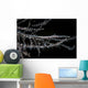 Banded Tozeuma Shrimp Camouflages Wall Decal