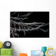 Banded Tozeuma Shrimp Camouflages Wall Decal