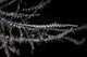 Banded Tozeuma Shrimp Camouflages Wall Decal