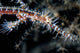 Ornate Ghost Pipefish Blends Wall Decal Design 3