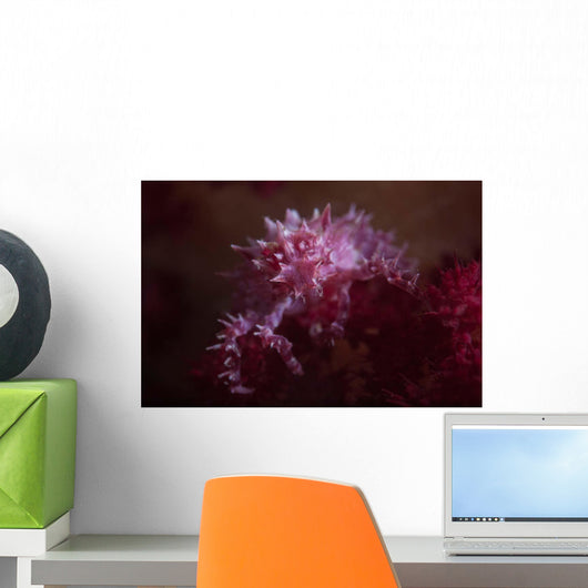 Soft Coral Crab Blends Wall Decal Design 1