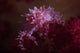 Soft Coral Crab Blends Wall Decal Design 1