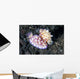 Pair Mexichromis Nudibranch Circle Wall Decal