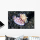 Pair Mexichromis Nudibranch Circle Wall Decal