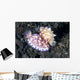 Pair Mexichromis Nudibranch Circle Wall Decal
