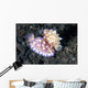 Pair Mexichromis Nudibranch Circle Wall Decal