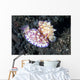 Pair Mexichromis Nudibranch Circle Wall Decal