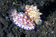 Pair Mexichromis Nudibranch Circle Wall Decal