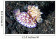 Pair Mexichromis Nudibranch Circle Wall Decal