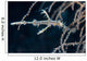 Ornate Ghost Pipefish Blends Wall Decal Design 2