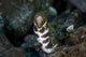 Snowflake Moray Eel Pokes Wall Decal Design 2
