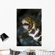 Snowflake Moray Eel Pokes Wall Decal Design 1