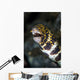 Snowflake Moray Eel Pokes Wall Decal Design 1