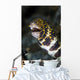 Snowflake Moray Eel Pokes Wall Decal Design 1