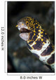 Snowflake Moray Eel Pokes Wall Decal Design 1