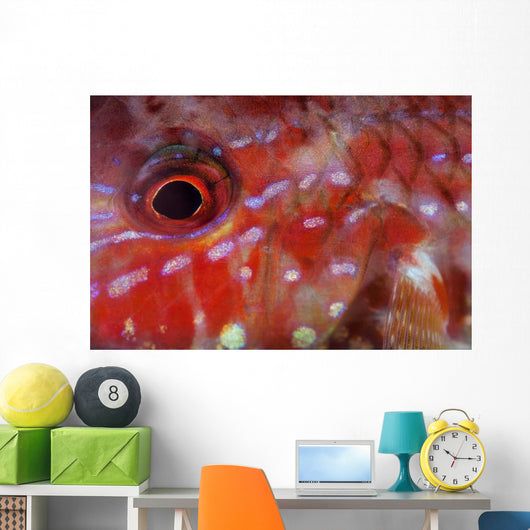 Goatfish Shows Its Nocturnal Wall Decal