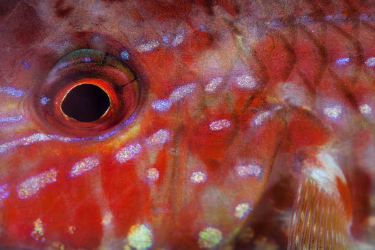 Goatfish Shows Its Nocturnal Wall Decal