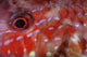 Goatfish Shows Its Nocturnal Wall Decal