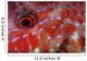Goatfish Shows Its Nocturnal Wall Decal